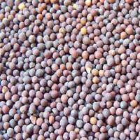 Manufacturers Exporters and Wholesale Suppliers of Mustard Seeds Unjha Gujarat